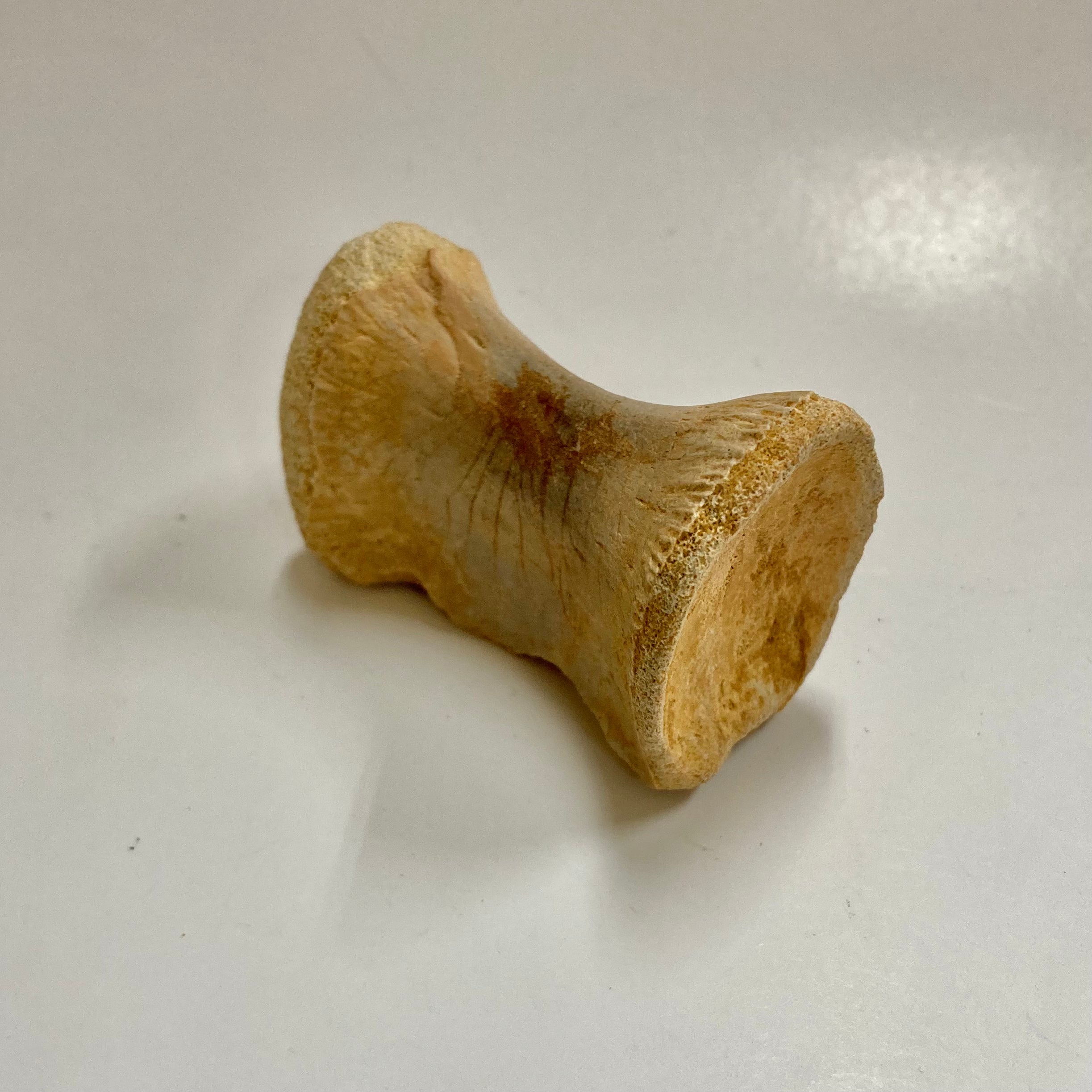 Authentic Juvenile Spinosaurus Dorsal Vertebra Fossil - Rare Dinosaur Bone for Collectors, Paleontology Enthusiasts & Educational Displays