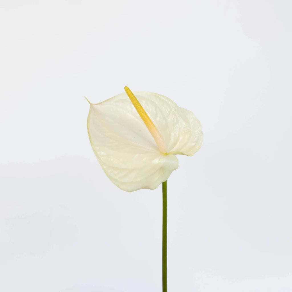 Anthurium Fair Maiden Tropical Flower - Exotic Live Houseplant for Home & Office Decor | Perfect for Indoor Gardens, Wedding Centerpieces & Tropical-Themed Events