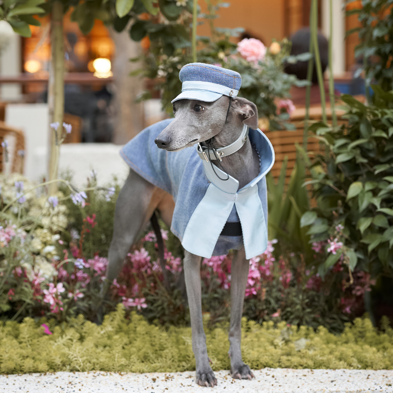 Redux Dog Hat - Stylish & Comfortable Pet Accessory for Small & Medium Dogs - Perfect for Outdoor Adventures, Walks & Photo Shoots