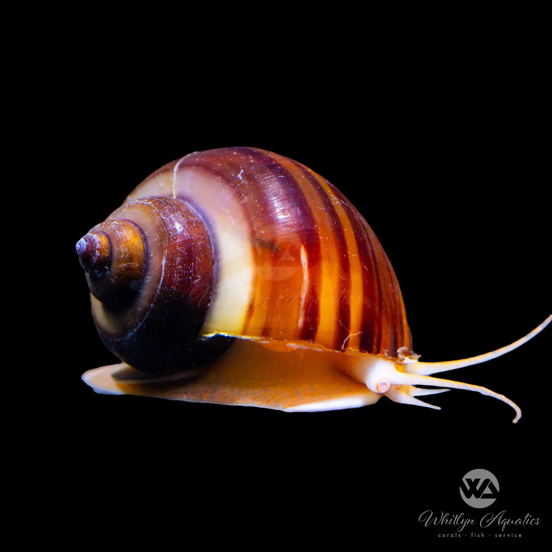 Albino Mystery Snail (Pomacea sp.) - Rare Freshwater Aquarium Snail for Planted Tanks & Fish Tanks - Perfect for Algae Control & Aquascaping