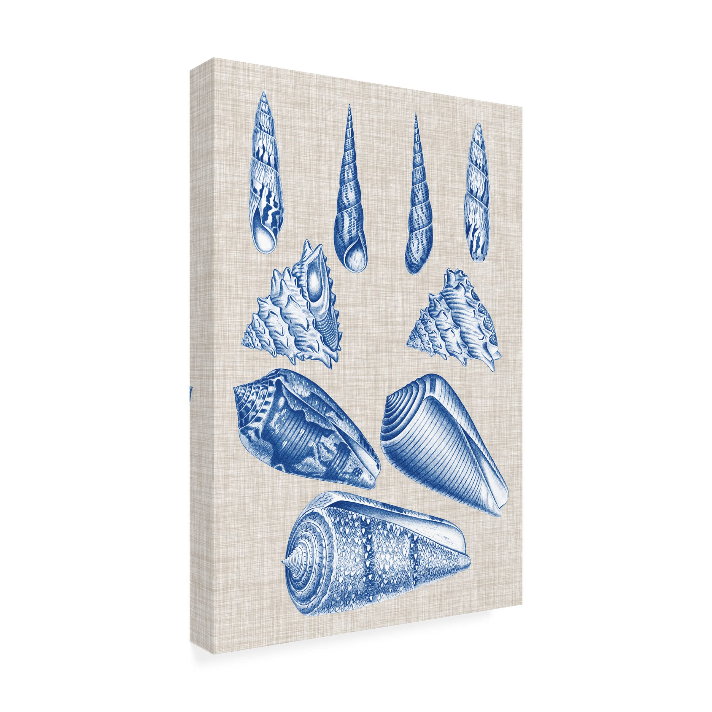 Trademark Fine Art 'Navy And Linen Shells VI' Canvas Wall Art Print by Vision Studio - Coastal Beach Home Decor for Living Room, Bedroom & Office