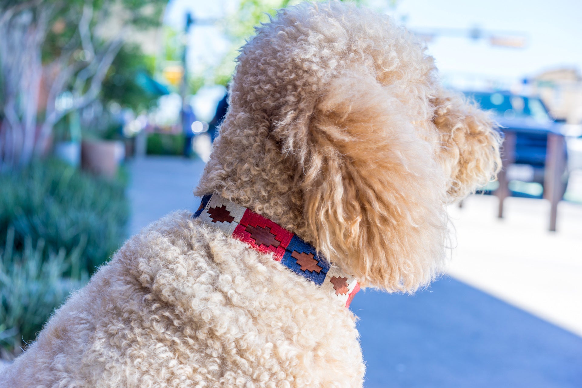 Premium Willie Dog Collar - Adjustable, Durable & Stylish Pet Collar for Small, Medium & Large Dogs - Perfect for Walks, Training & Outdoor Adventures