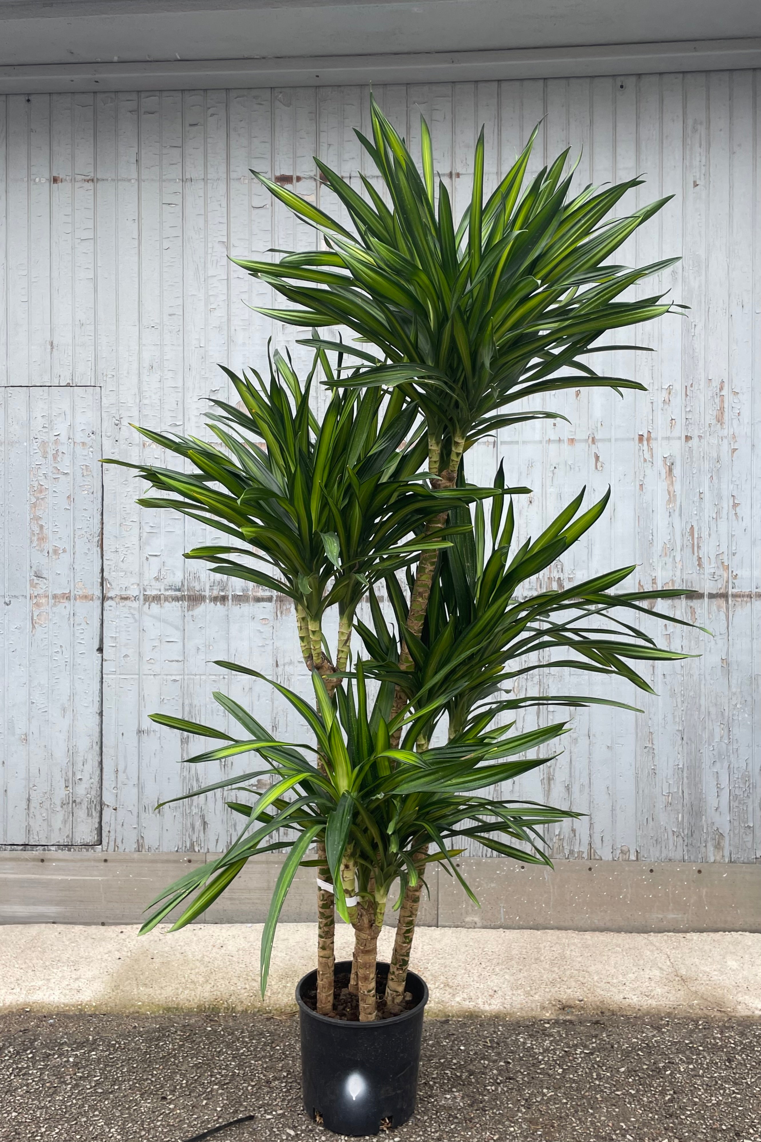 Dracaena deremensis 'Rikki' #3 Cane - Low Light Indoor House Plant for Home & Office Decor - Perfect for Living Room, Bedroom, and Workspace