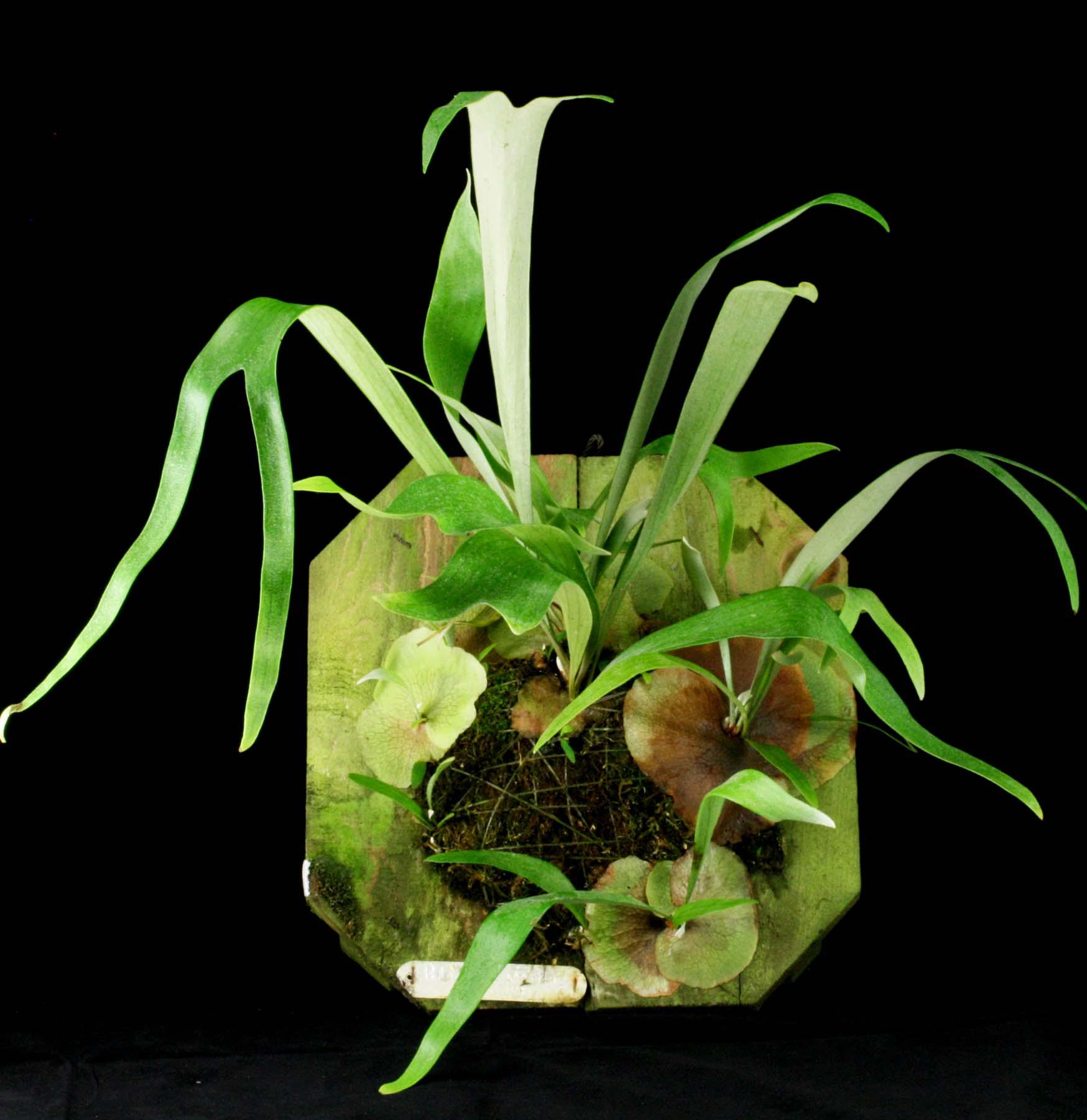 Staghorn Fern Wall Mount - Live Air Plant for Home & Office Decor - Perfect for Living Rooms, Bathrooms & Indoor Gardens