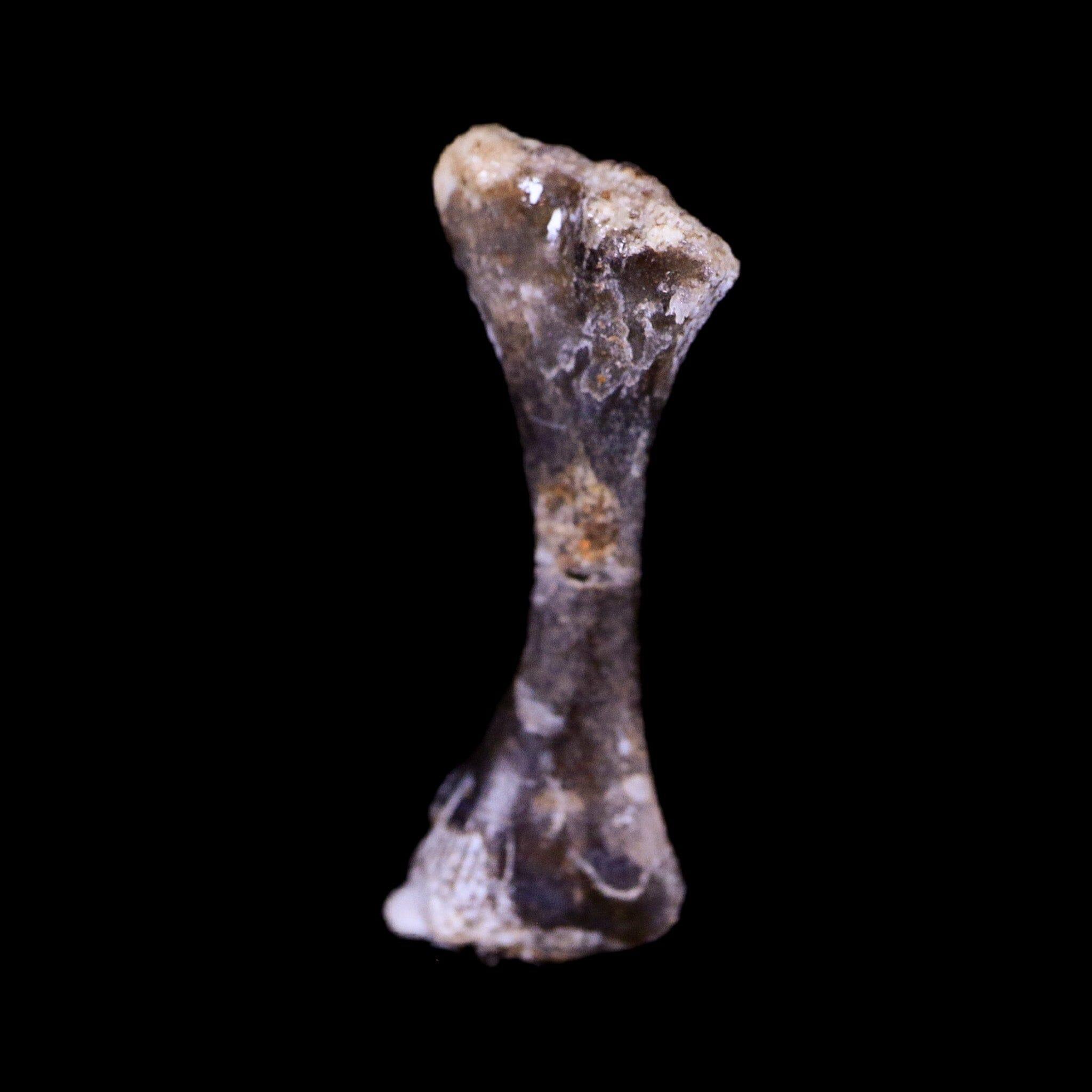 Authentic Captorhinus Aguti Fossil Femur Bone - Permian Age Reptile Specimen (299 Million Years Old) with COA - Perfect for Paleontology Collections, Educational Displays & Museum Exhibits