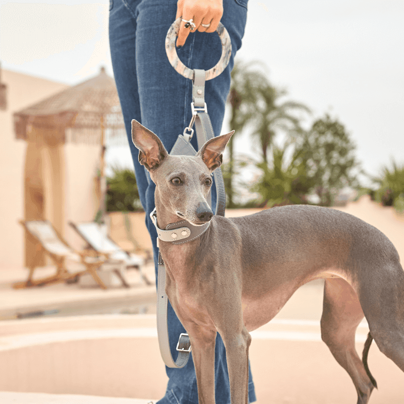 Moonstone Leather Dog Collar - Adjustable & Stylish Pet Collar for Small & Medium Dogs - Perfect for Daily Walks & Outdoor Adventures