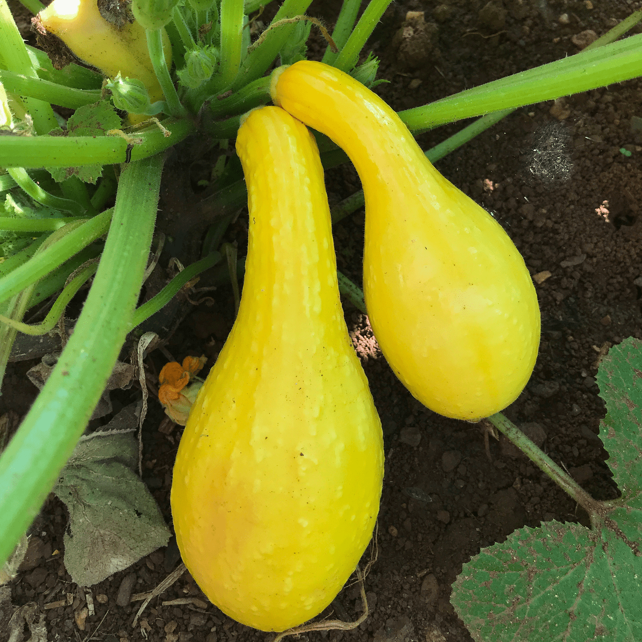 Organic Summer Crookneck Squash Seeds (Cucurbita pepo) - Non-GMO, Heirloom Vegetable Seeds for Home Garden - Perfect for Salads, Grilling & Healthy Cooking