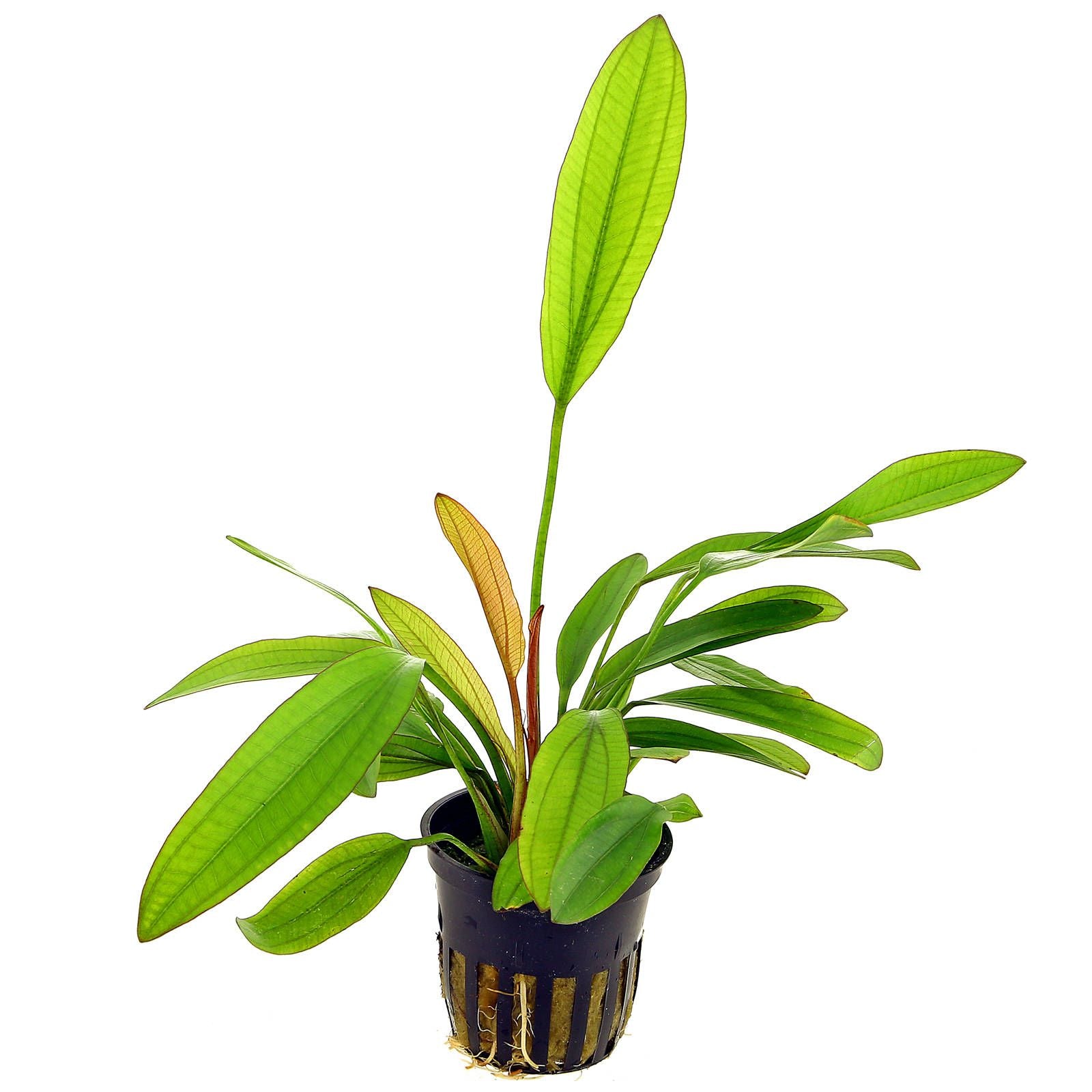 TCulture Echinodorus Red Diamond Live Aquarium Plant in Pot - Perfect for Freshwater Fish Tanks, Aquascaping & Aquatic Decor