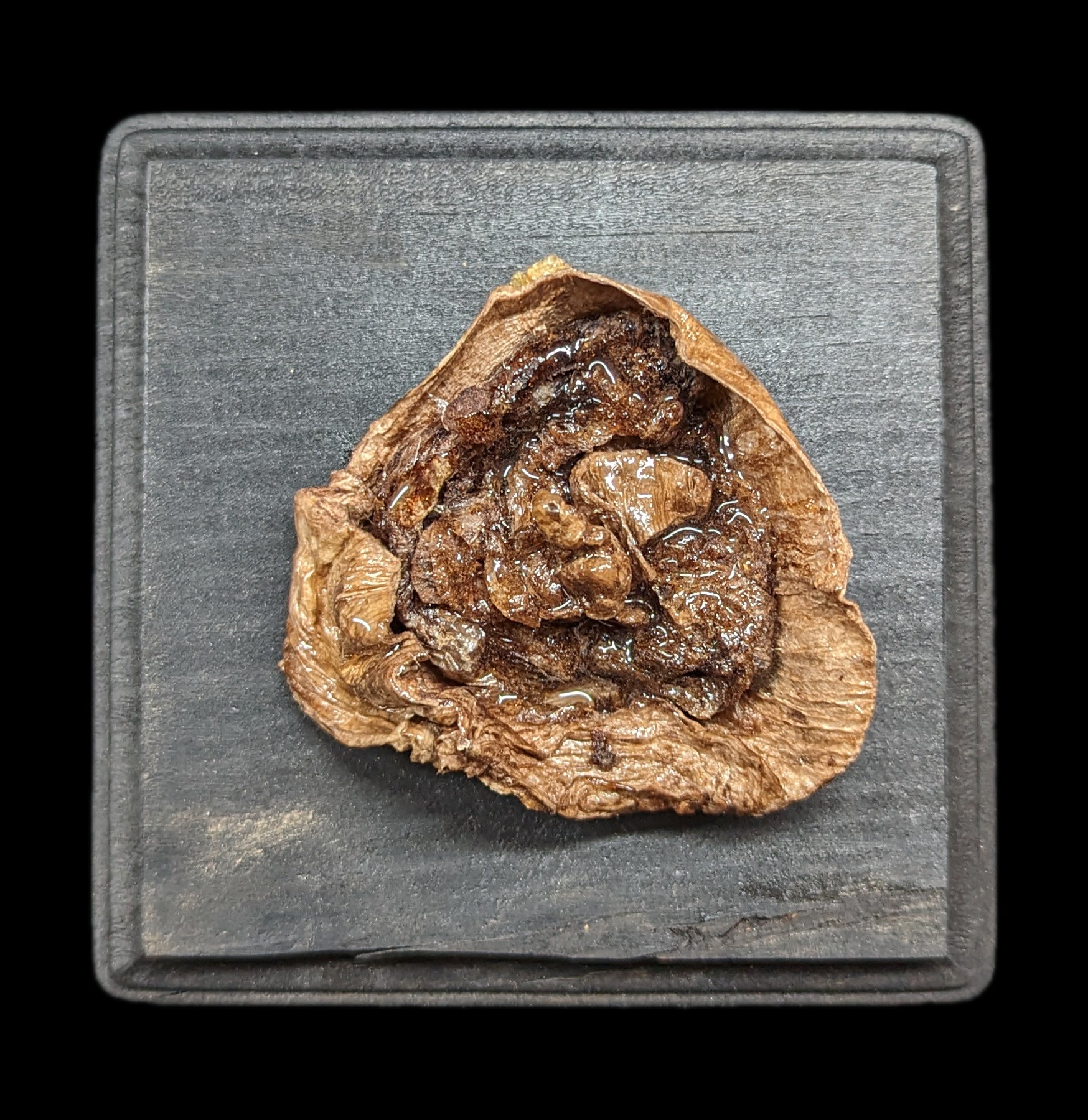 High-Quality Dissected Fetal Pigs in Uterus Specimen - Perfect for Biology Classrooms, Medical Studies & Veterinary Training