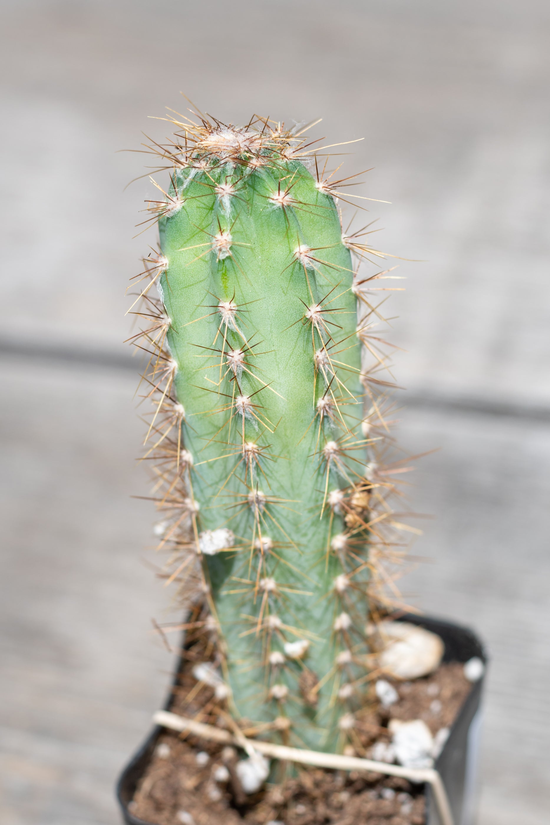 Buy Cereus Peruvianus Cactus - Live Plant for Home & Garden Decor | Perfect for Indoor Succulent Arrangements & Outdoor Landscaping