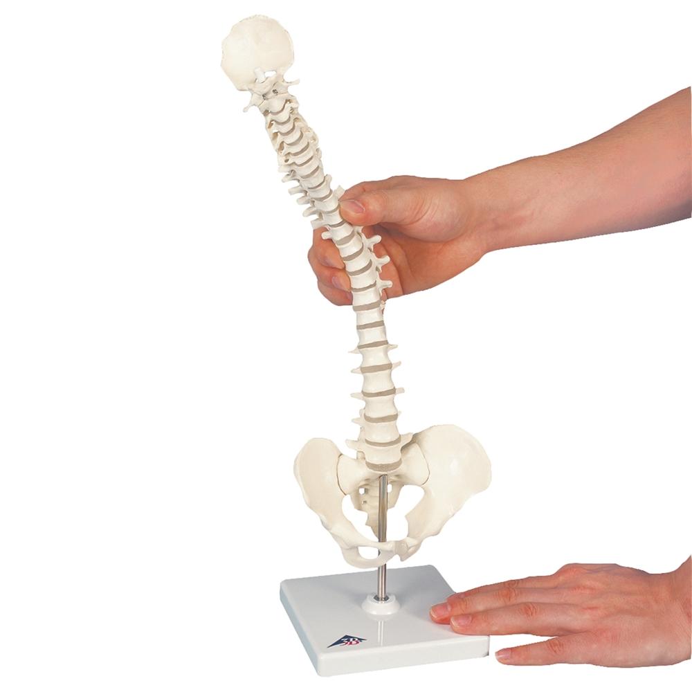 Flexible Mini Spinal Column Model on Base - Anatomical Spine Display for Medical Education & Chiropractic Training - Perfect for Classrooms, Offices & Therapy Clinics