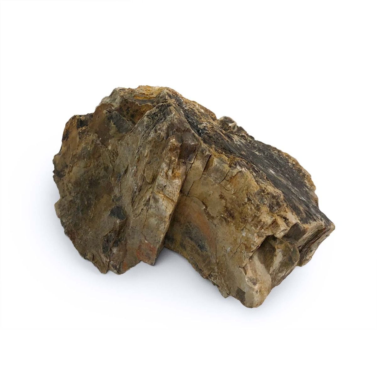 Natural Petrified Wood Stone - Unique Fossilized Wood for Home Decor, Jewelry Making & Collectibles | Perfect for DIY Crafts, Gifts & Geological Displays