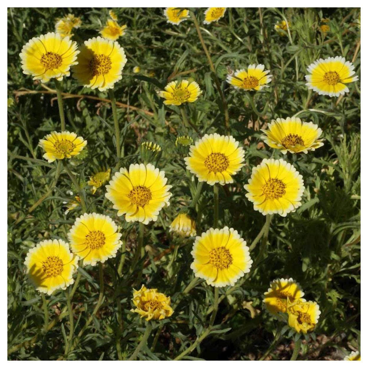 Everwilde Farms 1000 Tidy-Tips Native Wildflower Seeds - Gold Vault Jumbo Seed Packet for Pollinator Gardens & Landscaping