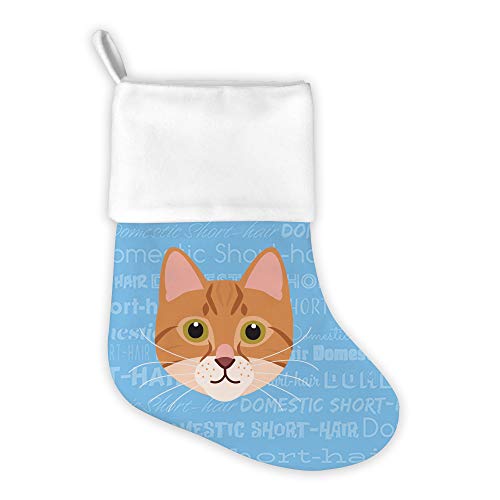 Domestic Short Hair - Orange