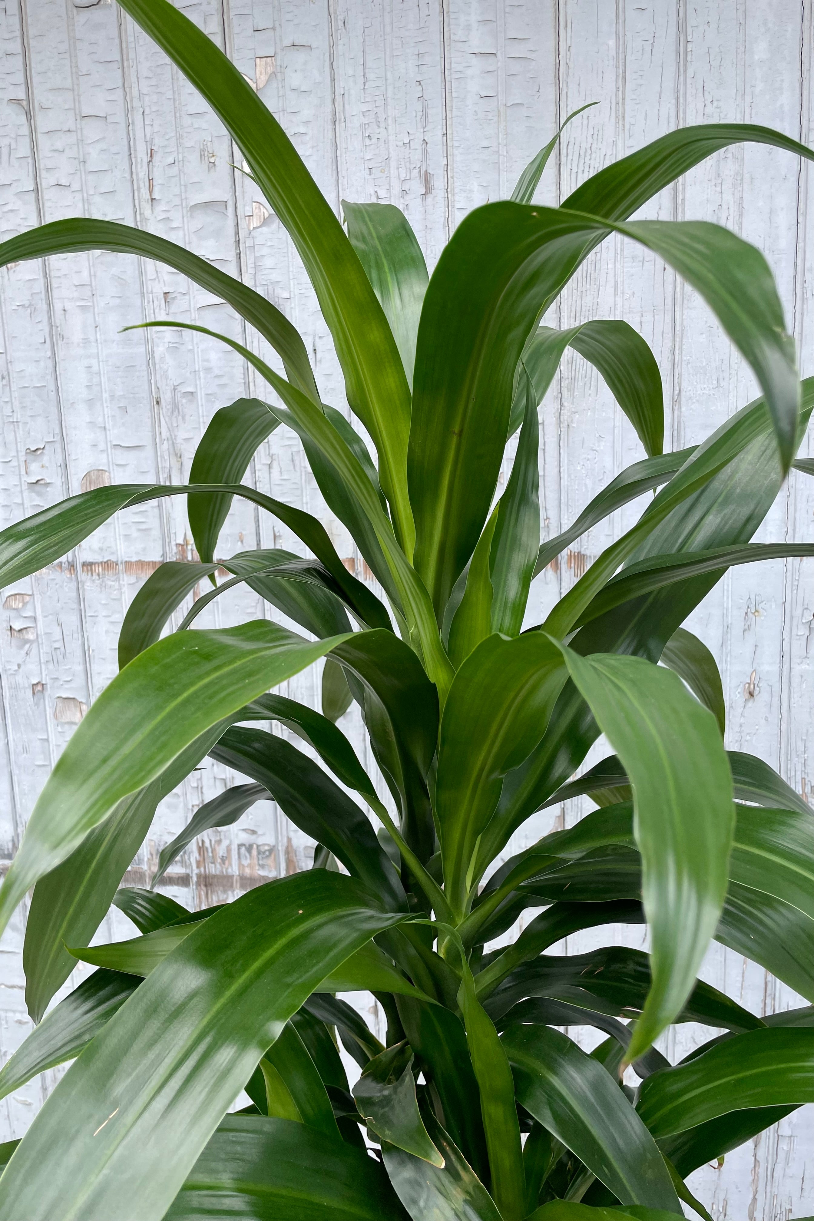 Dracaena 'Lisa' Cane Cuttings #3 - Easy to Grow Indoor Houseplant for Home & Office Decor