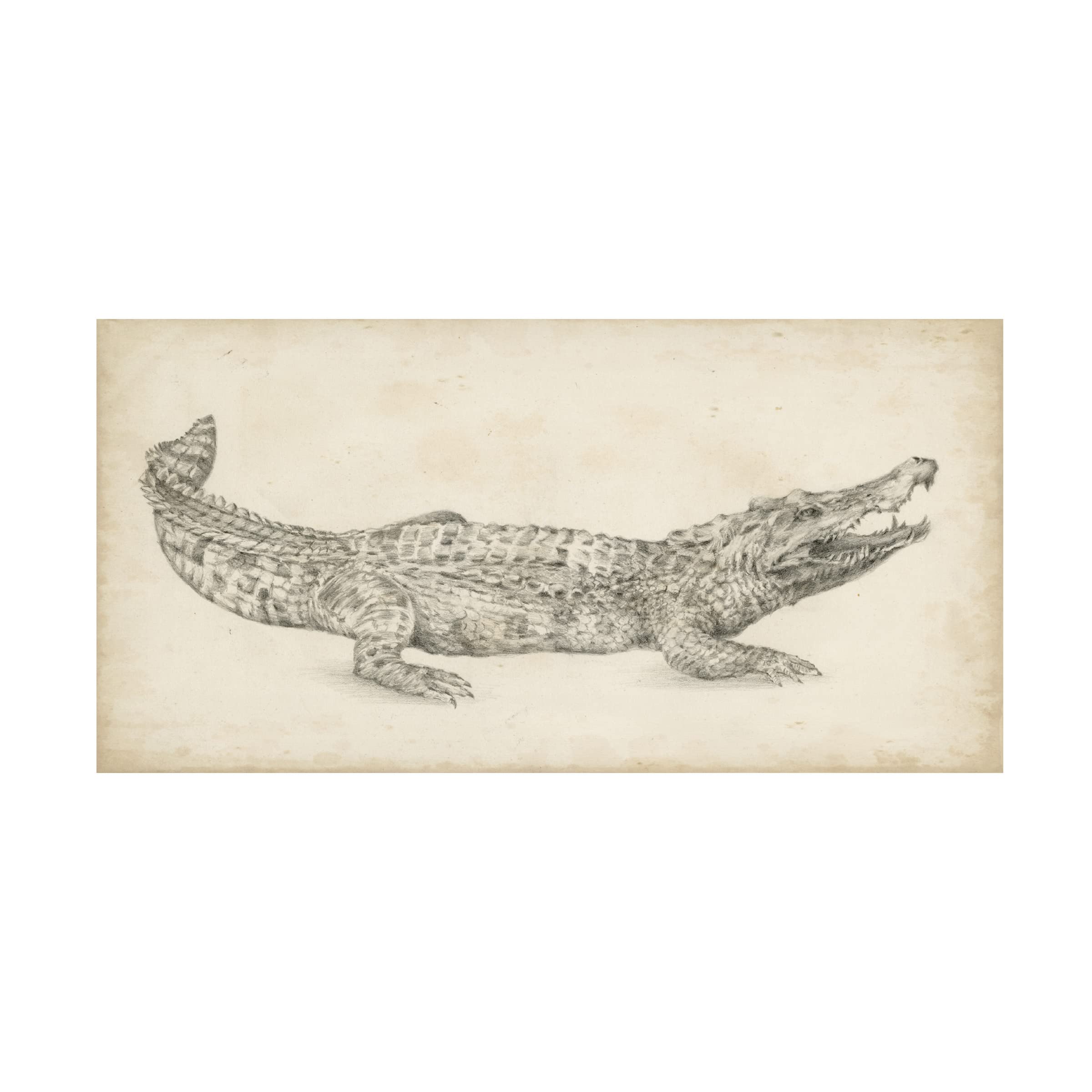 Trademark Fine Art 'Crocodile Sketch' Canvas Wall Art by Ethan Harper - Perfect for Living Room, Office & Home Decor