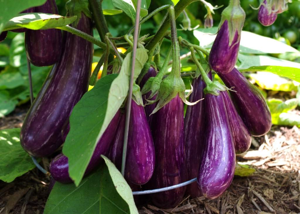 Organic Non-GMO Heirloom Prosperosa Eggplant Seeds - 30 Pack for Home Gardening, Vegetable Planting & Sustainable Farming