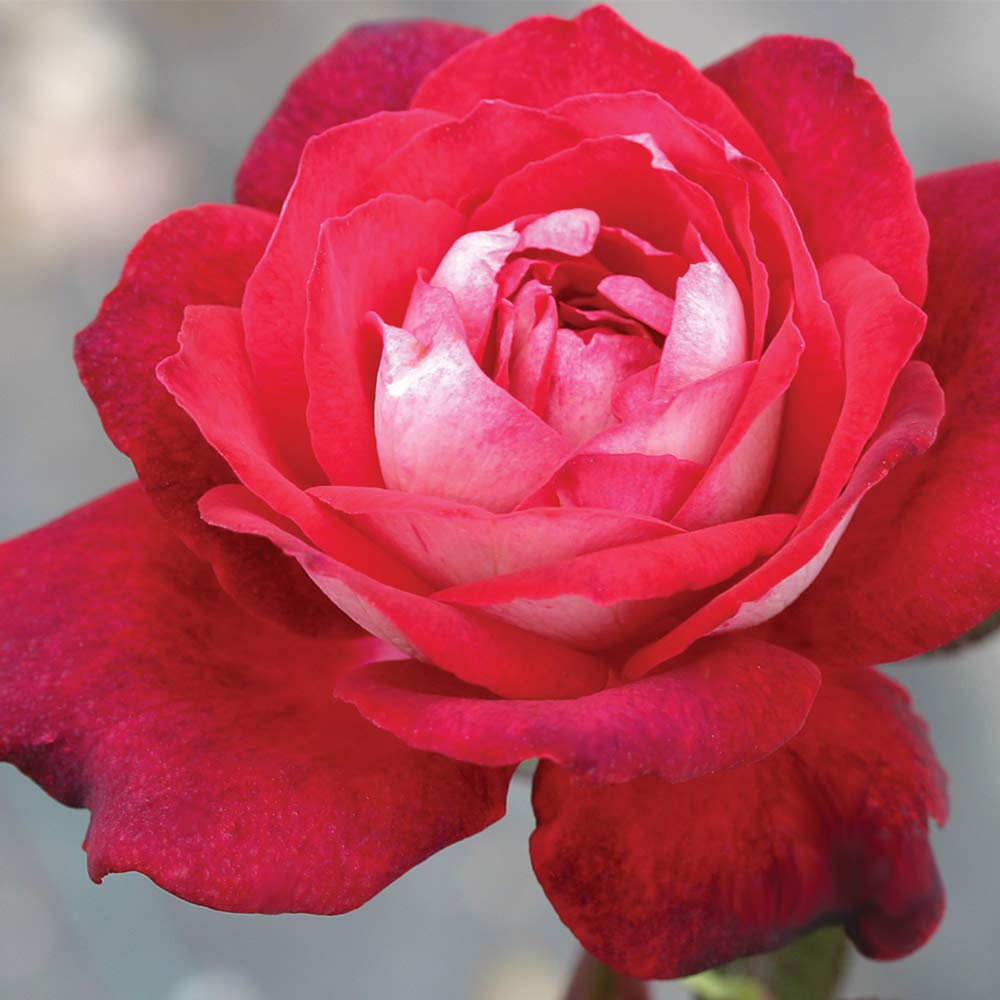 Heirloom Roses - El Catala Red Rose Bush | Hardy Live Outdoor Rose Plant for Gardens, Landscaping & Home Decor