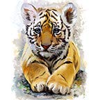 Baby Tiger