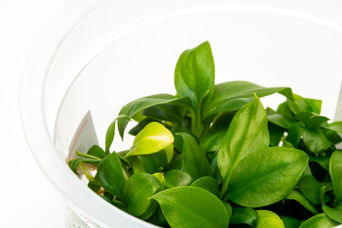Peace Lily (Spathiphyllum Wallisii) Tissue Culture Plant - Easy Care Indoor Houseplant for Home, Office, and Air Purification