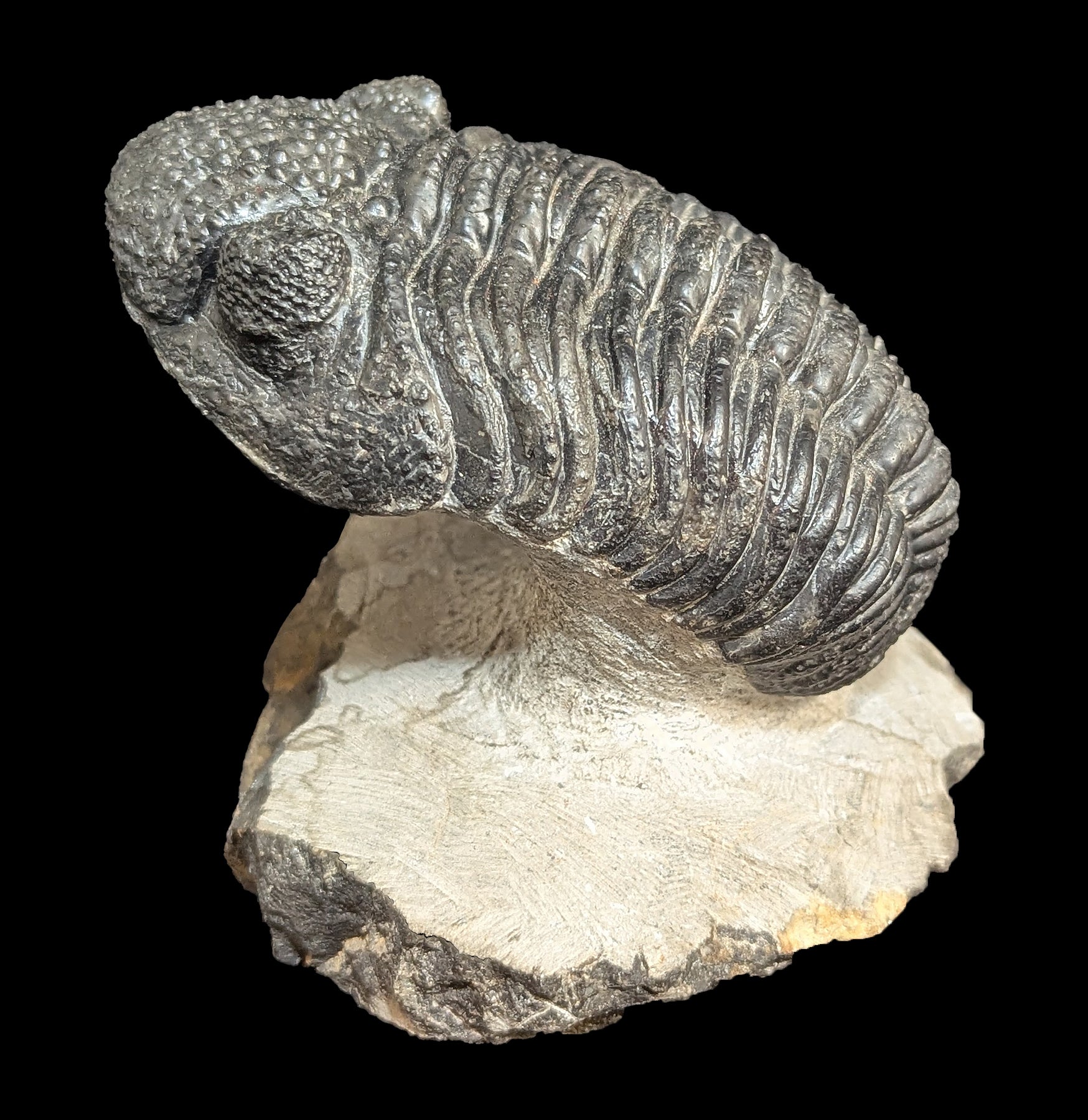 Authentic Trilobite Drotops Megalomanicus Fossil in Matrix - Rare Paleozoic Era Specimen for Collectors & Home Decor