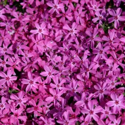 Phlox subulata 'Red Wings' - 25 Pots (3.5 Inch Square) | Creeping Phlox Ground Cover Plants for Rock Gardens, Slopes & Borders | Drought-Tolerant Perennial Flowers for Landscaping