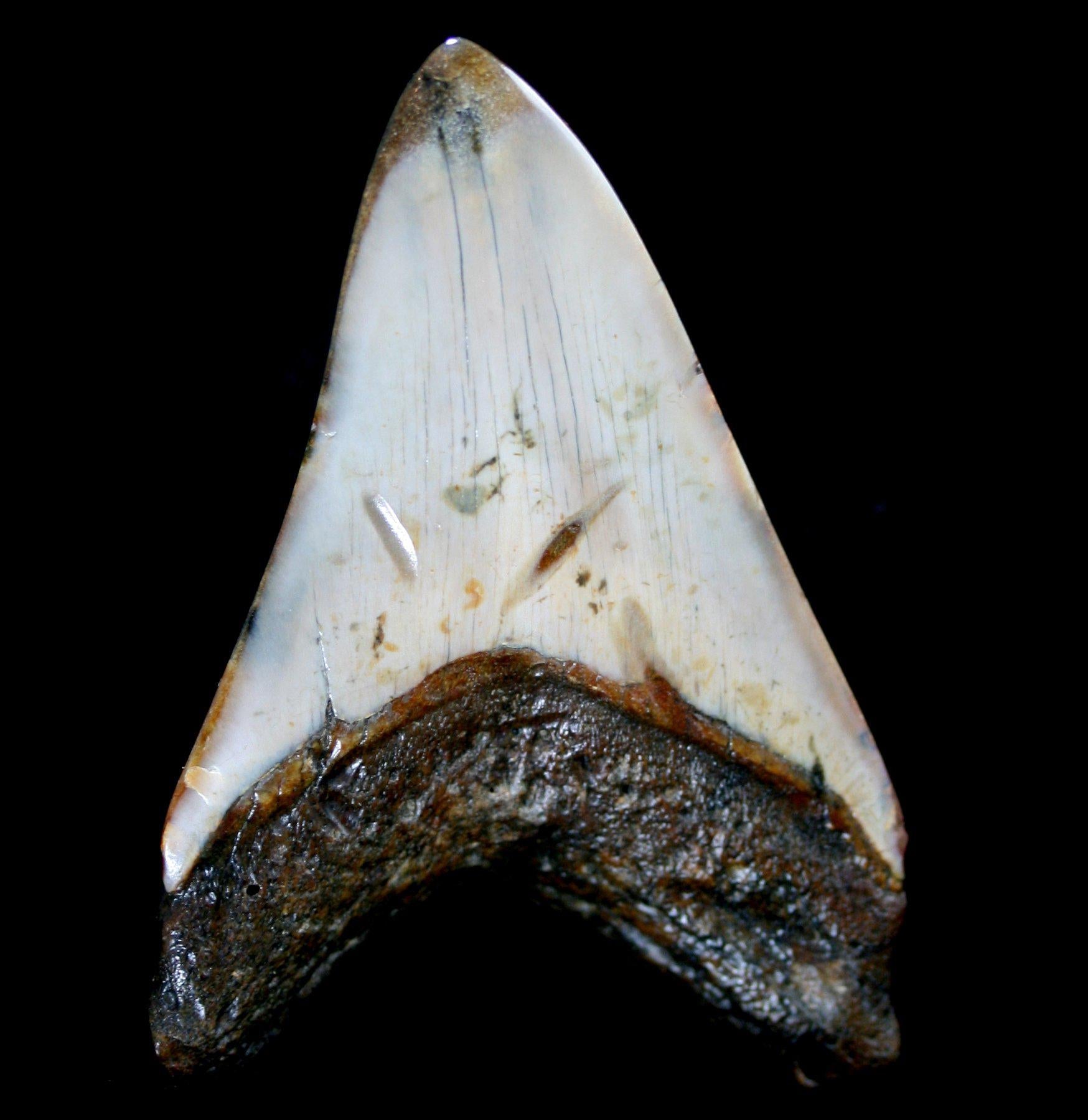 Authentic Megalodon Shark Tooth Fossil - Large Prehistoric Collector's Specimen #11 - Perfect for Home Decor, Classroom Display & Paleontology Gifts