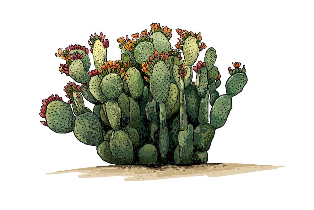 Prickly Pear Cactus Giclee Art Print - 16x24 Inches Framed Wall Decor, Desert Landscape Travel Poster for Living Room, Office & Bedroom
