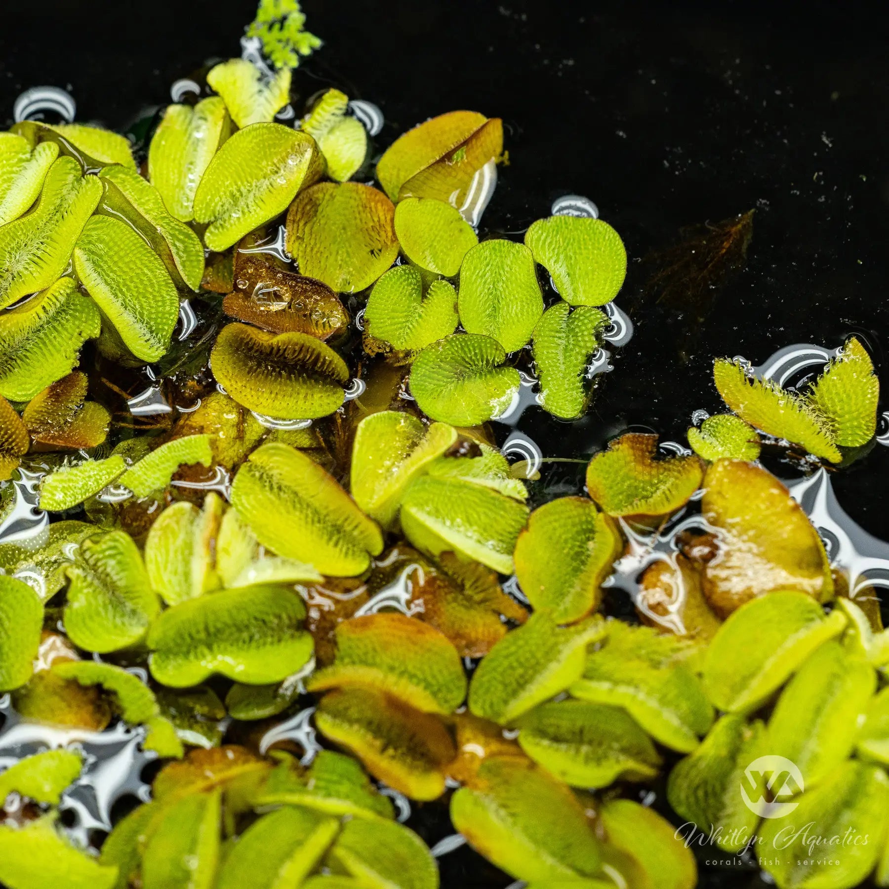 Salvinia Minima Floating Aquatic Plant for Ponds & Aquariums - Natural Water Purifier & Fish Habitat Enhancer