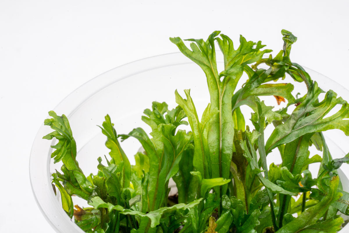 Microsorum Pteropus 'Windelov' Tissue Culture - Java Fern Aquatic Plant for Freshwater Aquariums | Perfect for Fish Tanks, Aquascaping & Low-Light Planted Aquariums