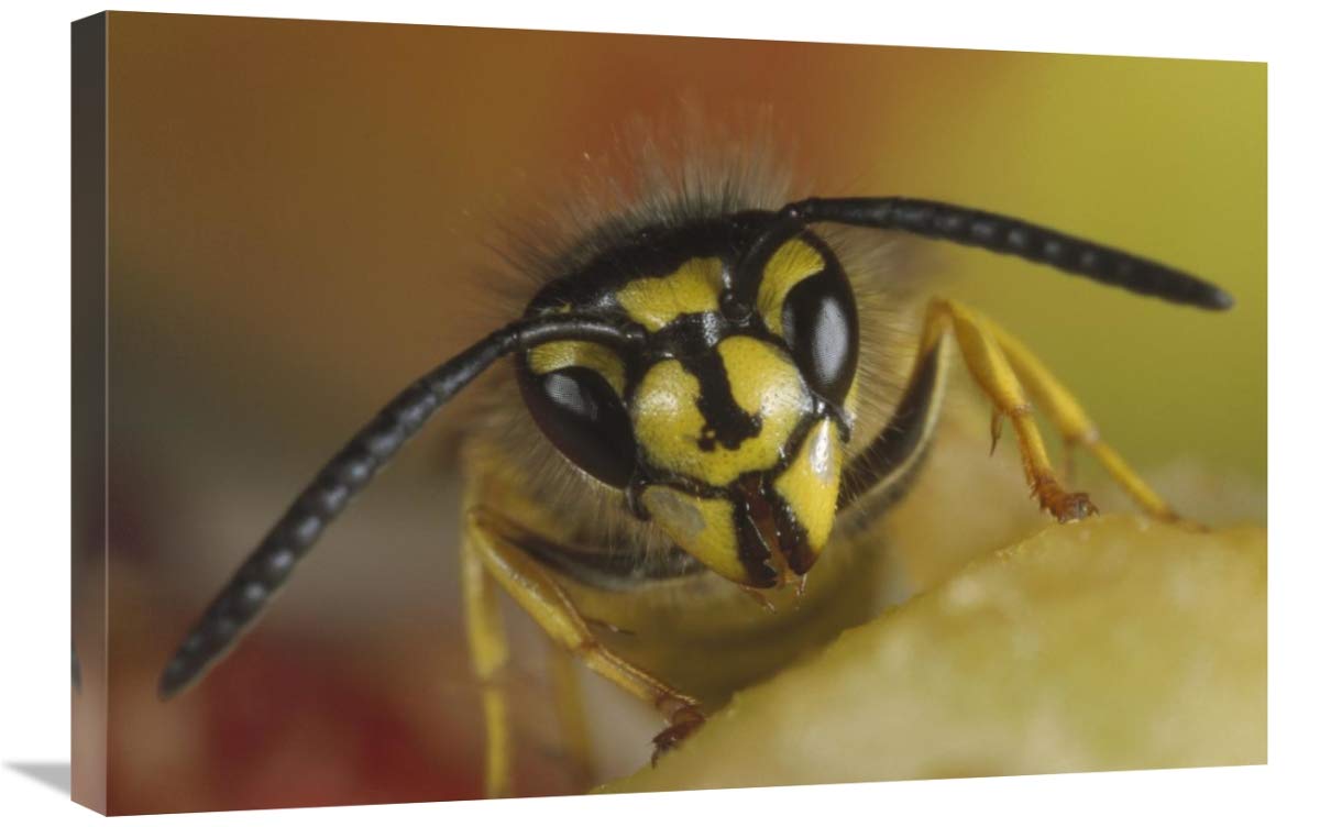 20 x 30 Inch Yellowjacket Wasp Feeding on Fruit Art Print - Konrad Wothe Photography - German Wildlife Wall Decor for Home, Office & Nature Lovers