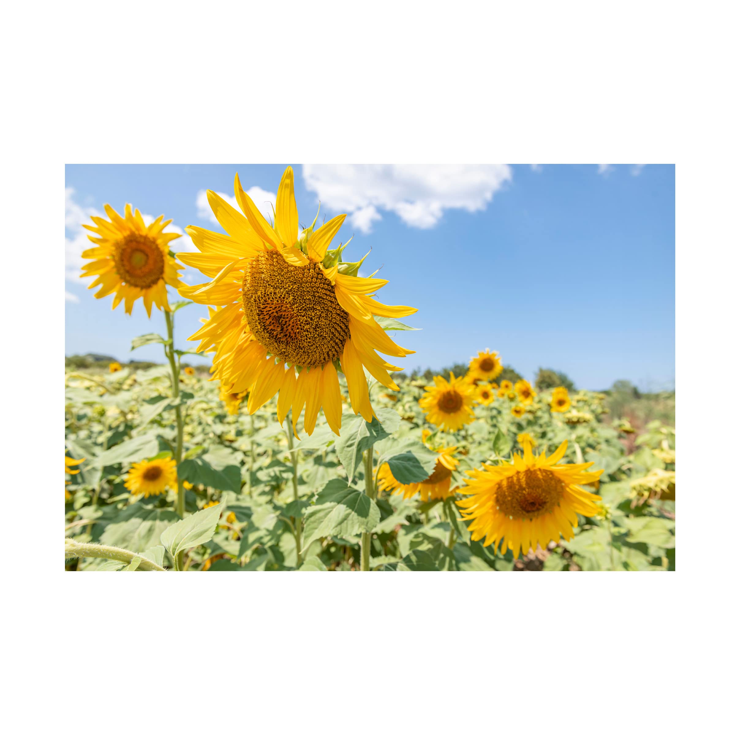Richard Silver 'Sunflowers I' Canvas Wall Art Print - Floral Home Decor for Living Room, Bedroom & Office - Premium Trademark Fine Art Reproduction