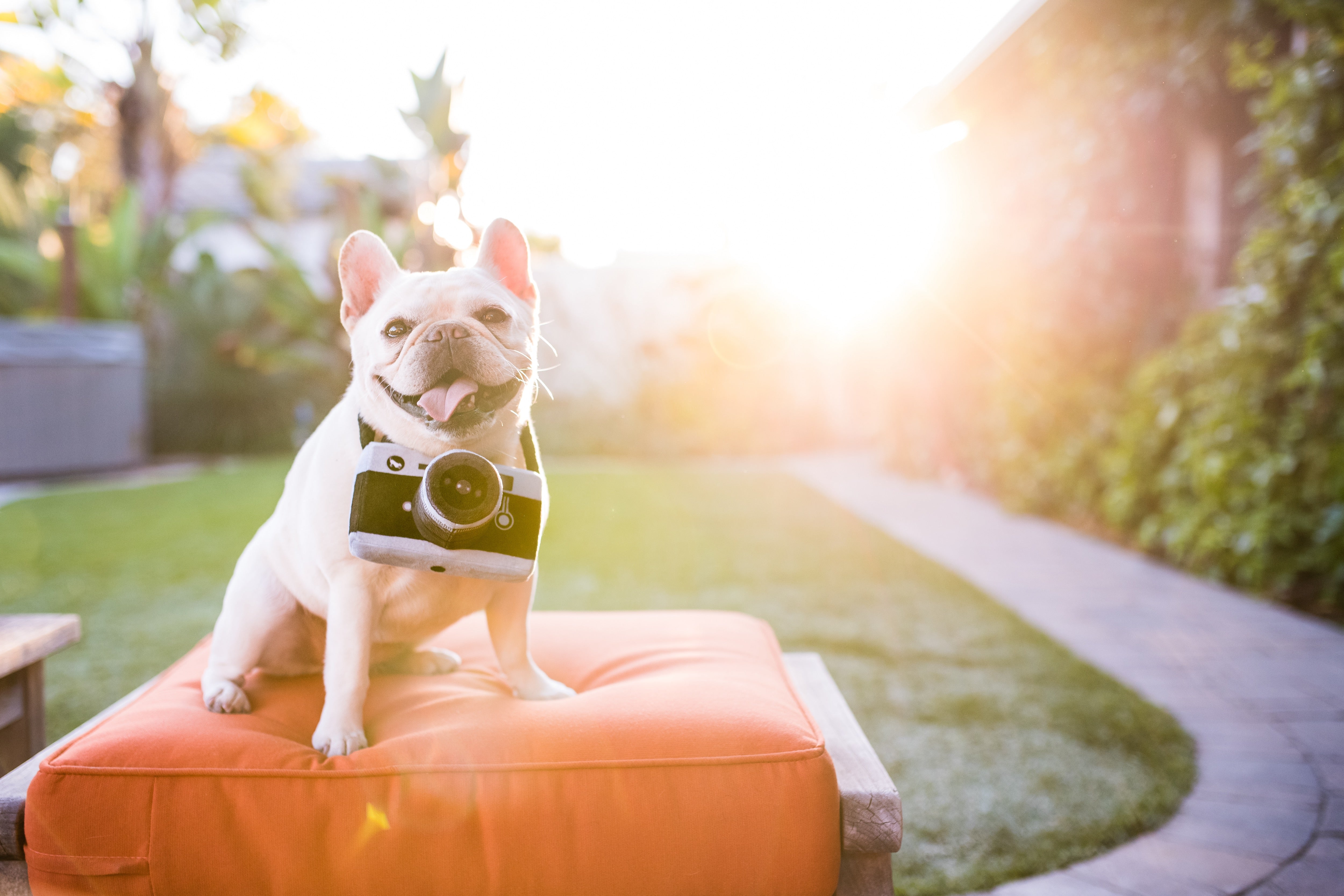 Globetrotter Plush Dog Toy Camera - Durable & Fun Chew Toy for Small & Large Dogs | Perfect for Playtime, Training & Travel