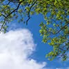 Blue Sky Acacia Tree
