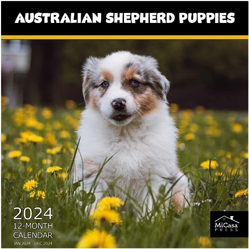 04 - Australian Shepherd Puppies