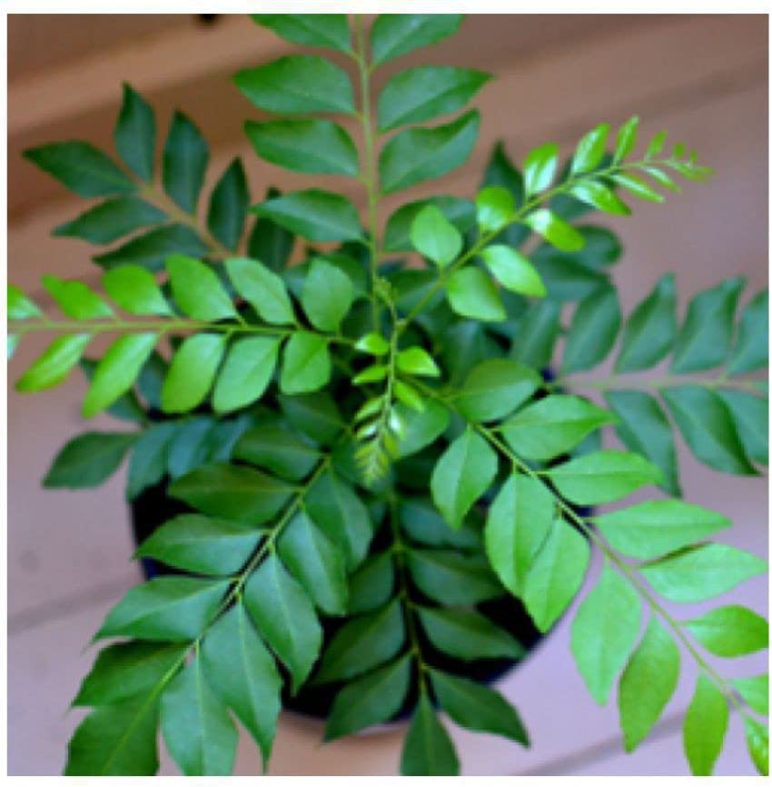 Organic Curry Leaf Plant (Murraya Koenigii) - Fresh Kari Patta for Indian Cooking | Perfect for Home Garden, Ayurvedic Remedies & South Asian Cuisine