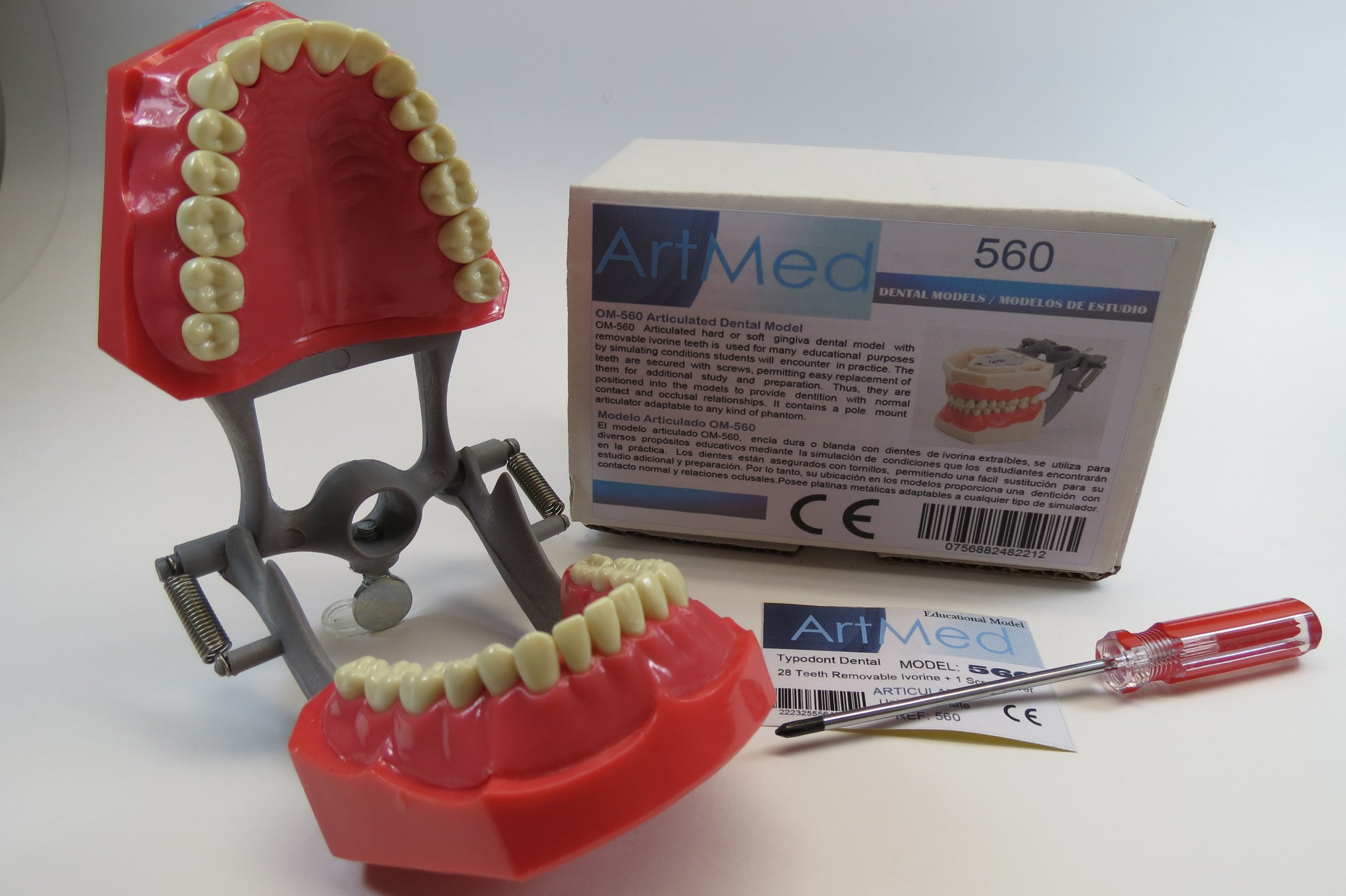 Dental Typodont Anatomy Model - Removable Ivory Teeth for Dental Education & Training - ARTMED Model 560 - Perfect for Students, Dentists & Dental Labs