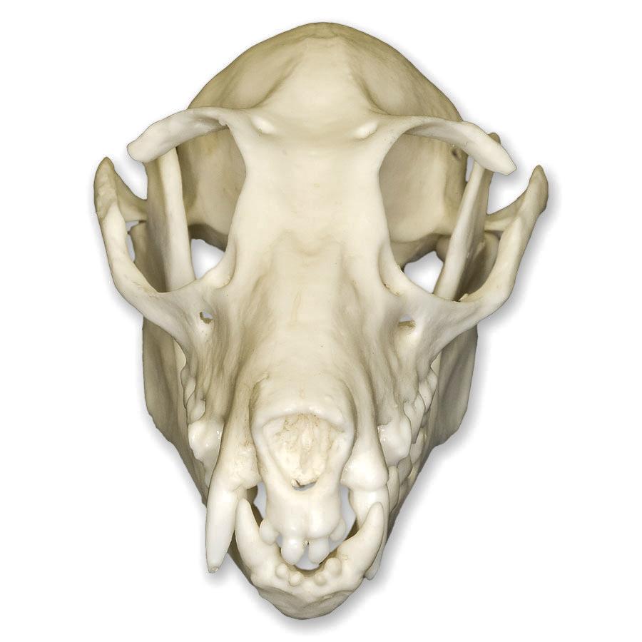 Authentic Replica Fruit Bat Skull - Realistic Animal Bone Specimen for Halloween Decor, Gothic Home Decor, Science Education & Taxidermy Display