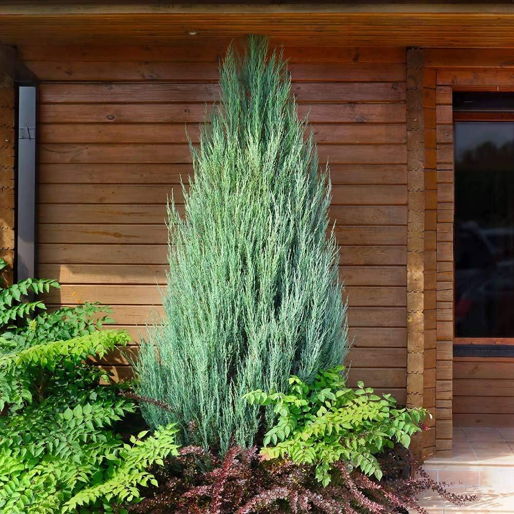 Skyrocket Juniper (Juniperus Scopulorum) - 5 Live 4-Inch Potted Evergreen Trees - Formal Upright Landscape Plants for Garden, Patio & Outdoor Decor