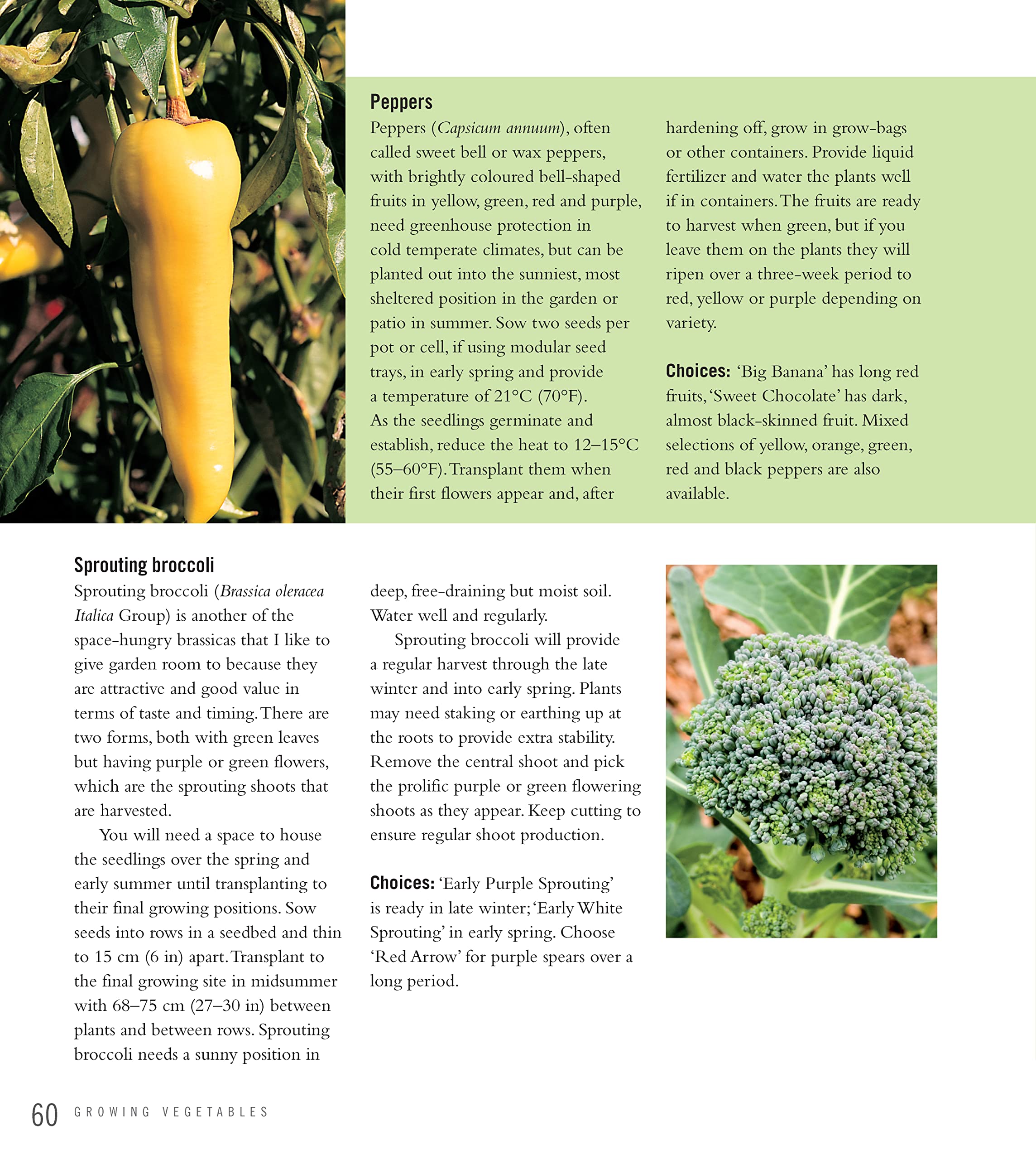 Best Vegetables & Herbs for Small Gardens - Easy to Grow at Home | Perfect for Urban Balconies & Patios