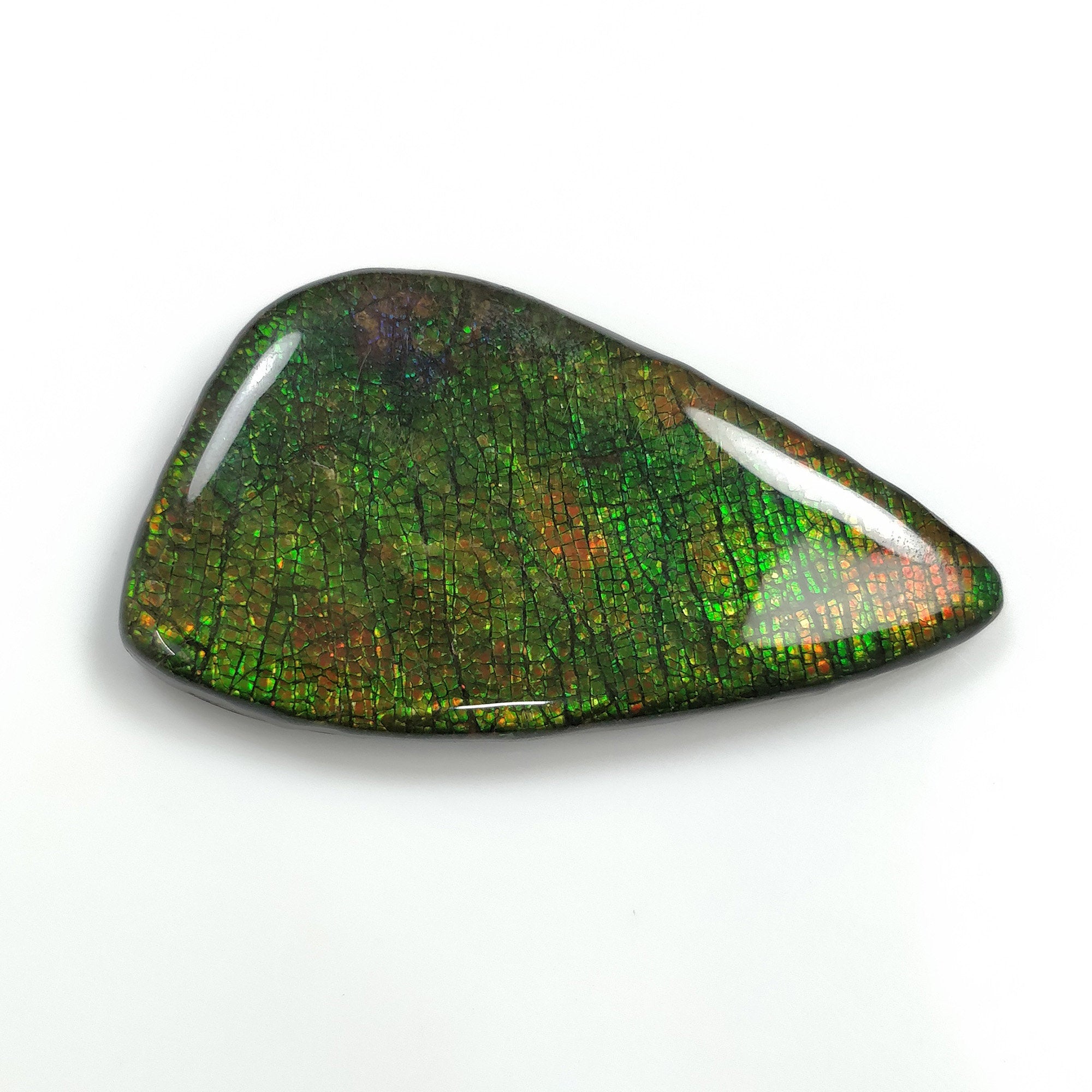 Natural Ammolite Gemstone Cabochon - 105.45cts Bi-Color Fossilized Shell Cabochon 59x32mm (Video Included) | Jewelry Making, Collectibles & Healing Crystals