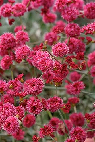 MITRAEE Red Buckwheat Seeds - Organic Non-GMO Garden Planting Seeds for Home Gardening, Farm & Greenhouse Use