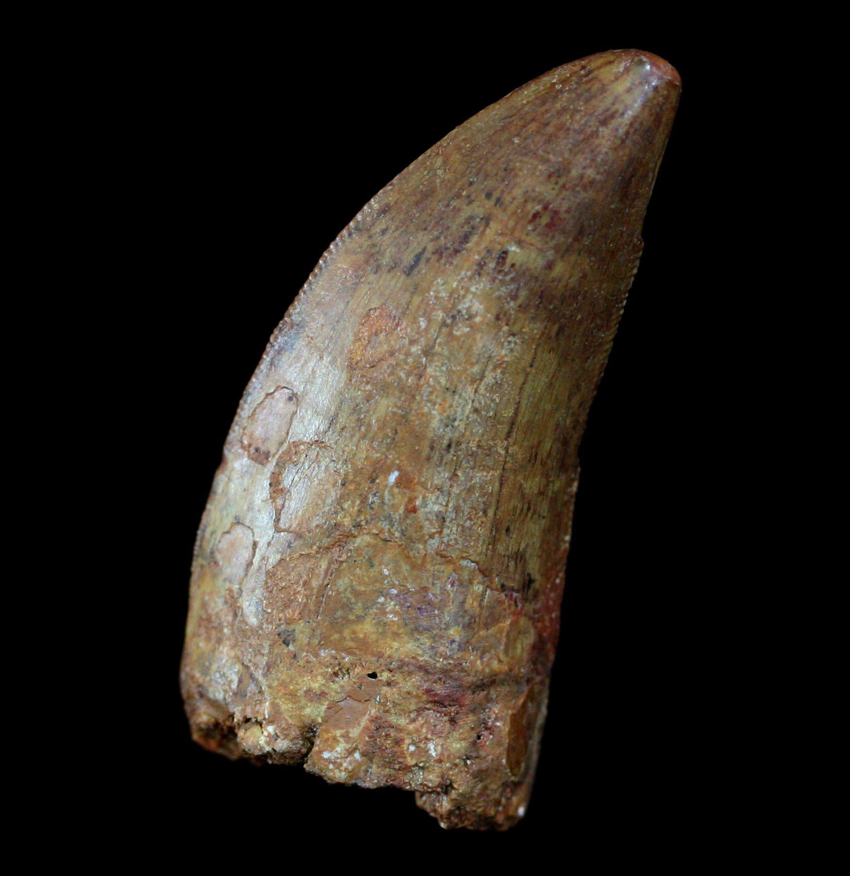 Authentic Carcharodontosaurus Dinosaur Tooth Fossil - Rare Prehistoric Collectible for Paleontology Enthusiasts & Home Decor Display