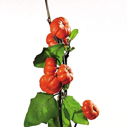 Heirloom Pumpkin on a Stick Eggplant Seeds - Non-GMO, 25+ Seeds for Vegetable & Herb Gardens | Perfect for Fall Decorations & Unique Garden Displays