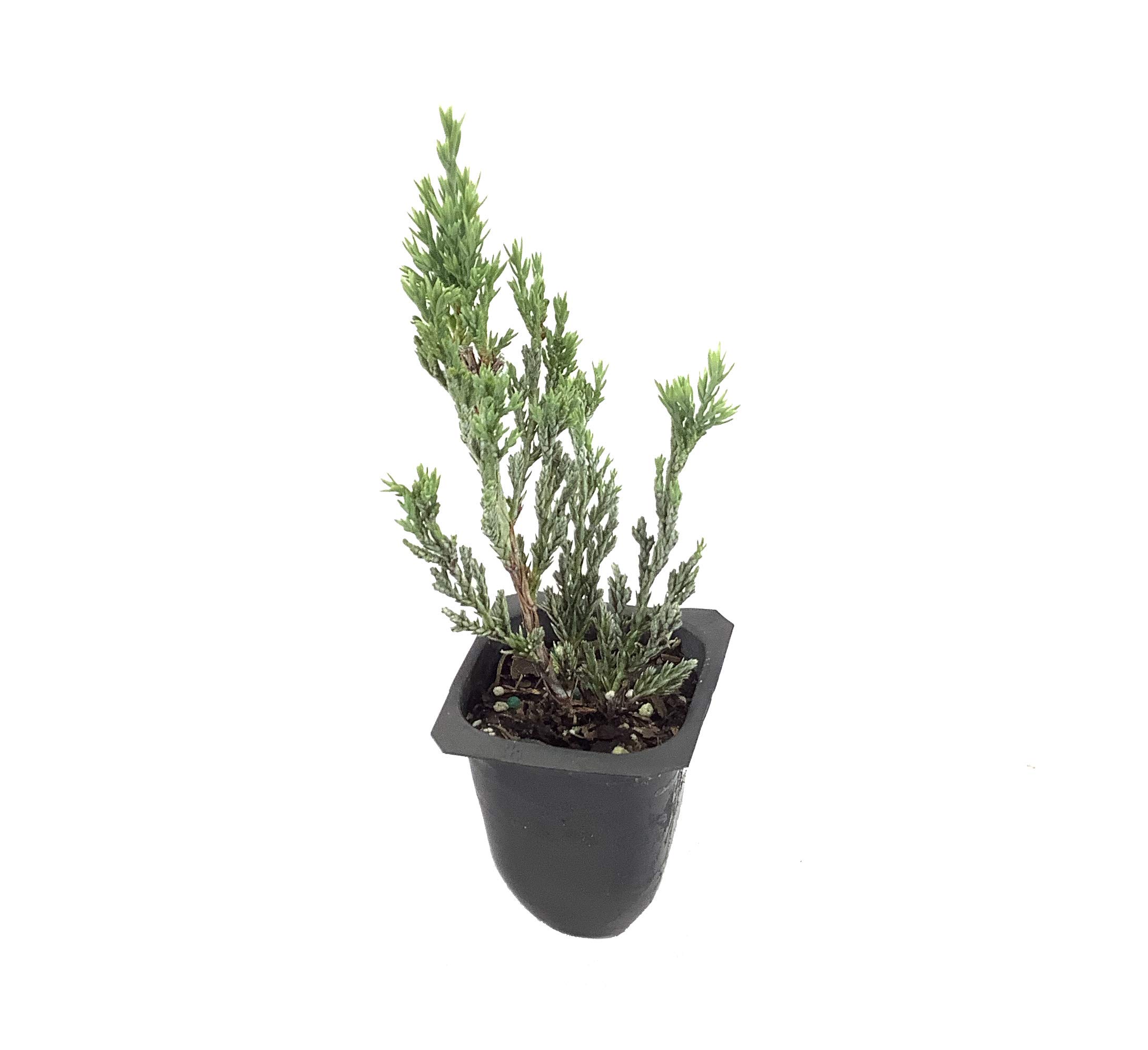 30 Live Hughes Juniper Plants (Juniperus Horizontalis) - Drought Tolerant, Cold Hardy Evergreen Ground Cover for Landscaping, Rock Gardens & Slopes