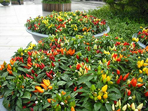 Non-GMO Mini Ornamental Pepper Seeds Mix - Indoor Decorative Vegetable Planting for Home Garden, Kitchen Herb Pots & DIY Gifts