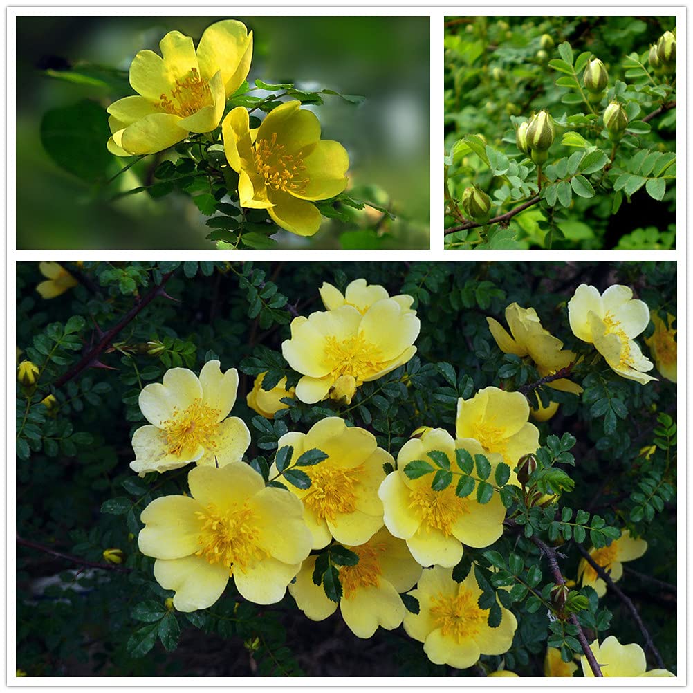 Rosa Xanthina Seeds - 100 Yellow Rose Flower Seeds for Planting | Beautiful Garden Roses for Landscaping, Bouquets & Home Decor