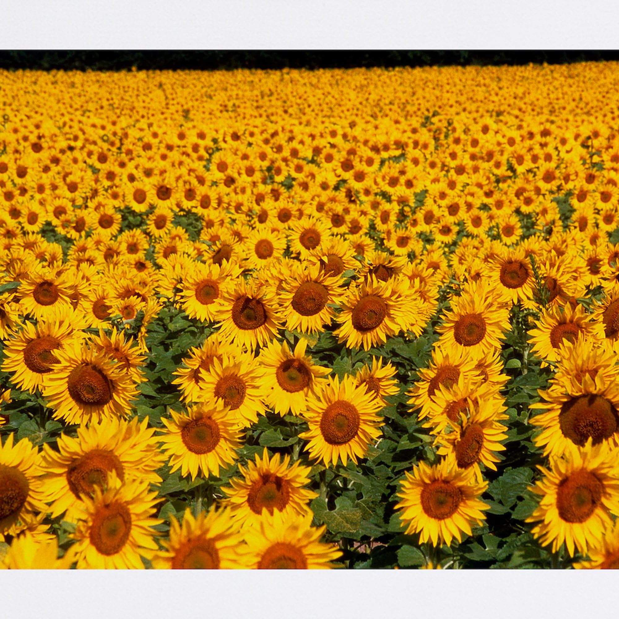 Field of Sunflowers France Non-Slip Rubber Gaming Mouse Pad | Computer Desk Mat for Office & Home Use | Perfect for Work, Gaming & Decor