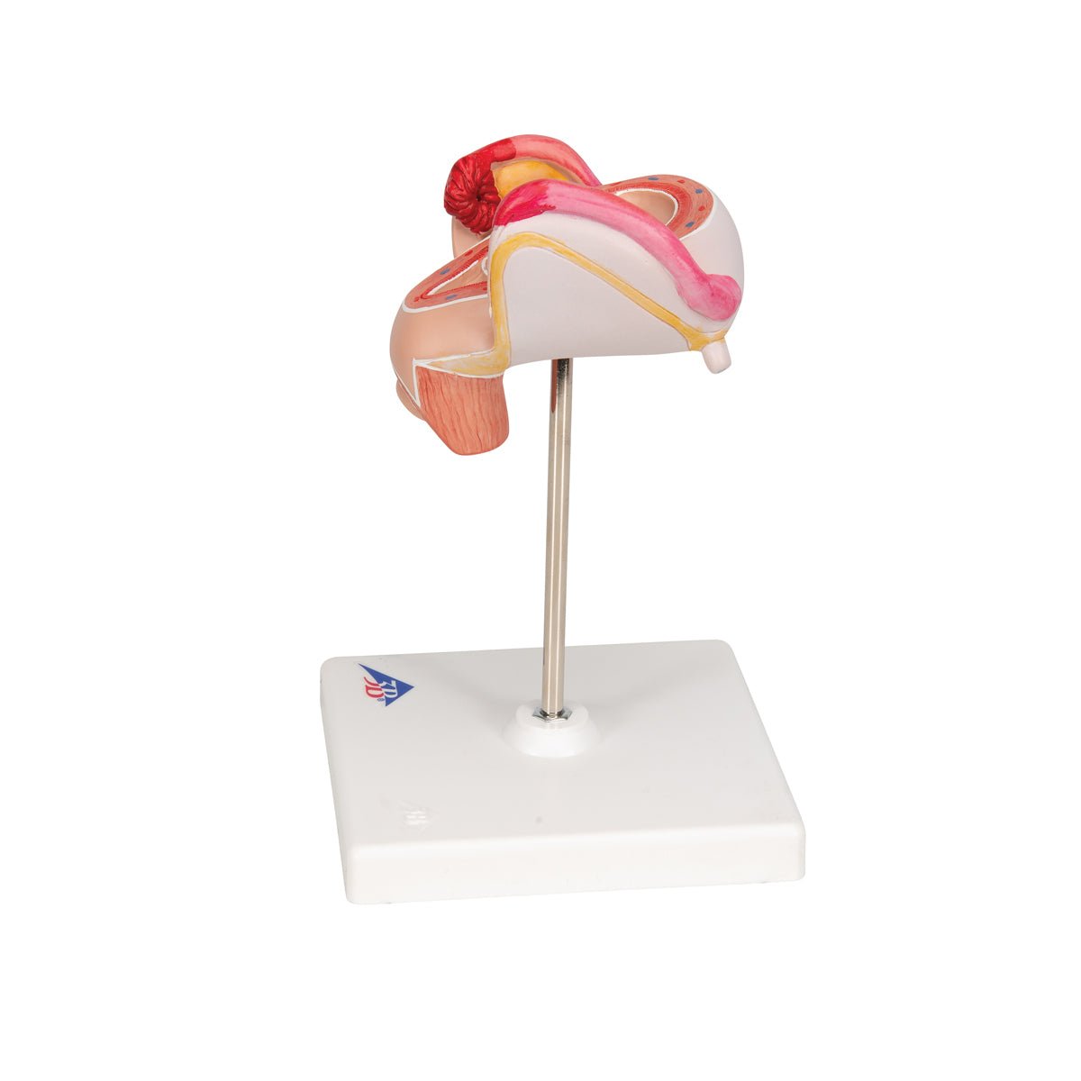 2-Month Human Embryo Model - High-Quality Educational & Medical Training Tool for Students, Doctors, and Researchers | Perfect for Anatomy Study, Classroom Demonstrations & Medical Research