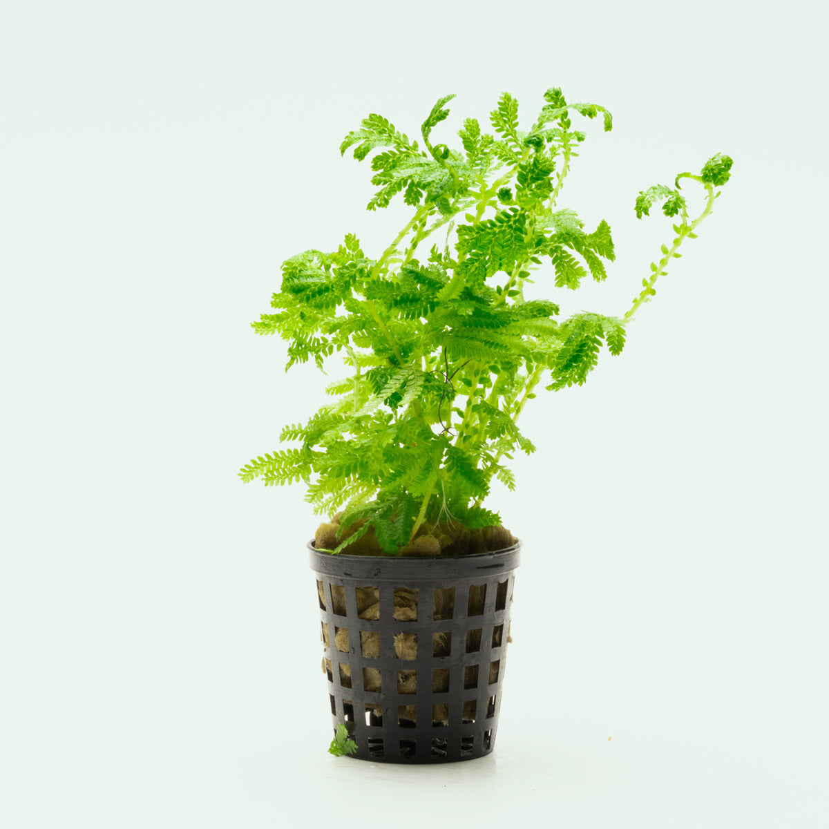 Selaginella Siamensis Hieron - Rare Tropical Fern Plant for Home & Garden Decor | Perfect for Terrariums, Indoor Gardens, and Landscaping